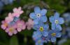 Forget Me Nots - Image courtesy of Wikimedia